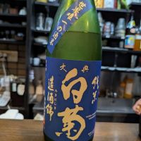大典白菊