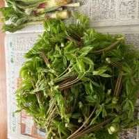 伯楽星のレビュー by_めばりん