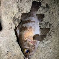 菊水のレビュー by_めばりん