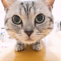 ポロッポー