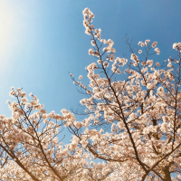 九重桜のレビュー by_最後のロッポンギね