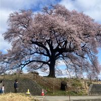 太冠のレビュー by_しろくまとうさん