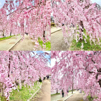 町田酒造のレビュー by_naturalvibes