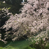 四季桜のレビュー by_酔月