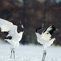 るー