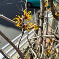 まんさくの花のレビュー by_おのまとぺ