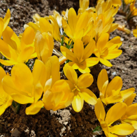 アルプス正宗のレビュー by_KIMI