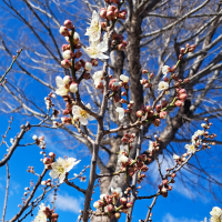 松竹梅のレビュー by_KIMI