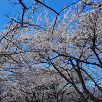 アルプス正宗のレビュー by_KIMI