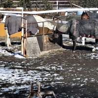 菊水のレビュー by_KIMI