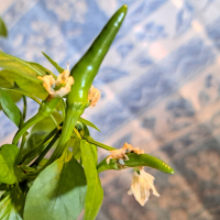 大雪渓のレビュー by_KIMI