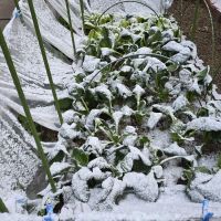 鍋島のレビュー by_悪食釣り師