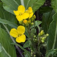 寒立馬のレビュー by_悪食釣り師