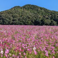 鍋島のレビュー by_悪食釣り師