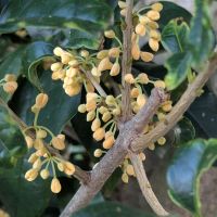 極聖のレビュー by_悪食釣り師