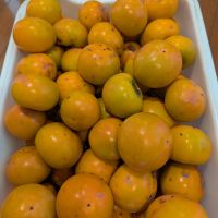 みむろ杉のレビュー by_悪食釣り師