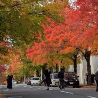 千曲錦のレビュー by_悪食釣り師