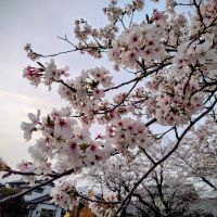 天弓のレビュー by_しん