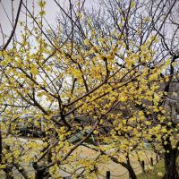 ソガペールエフィスのレビュー by_しん