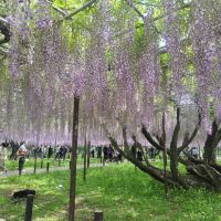 玉乃光のレビュー by_しん