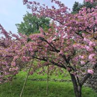 緑川のレビュー by_しん