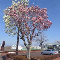 笹正宗のレビュー by_しん