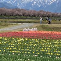 十六代九郎右衛門のレビュー by_gou