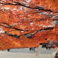 黒澤のレビュー by_まさ