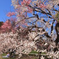 醸し人九平次のレビュー by_まさ