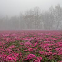 若波のレビュー by_まさ