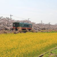 甲子のレビュー by_まさ