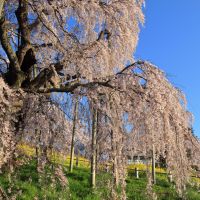 三春駒のレビュー by_まさ