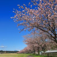 寒紅梅のレビュー by_まさ