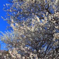 紫宙のレビュー by_まさ