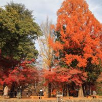 豊香のレビュー by_まさ