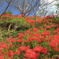 七田のレビュー by_まさ