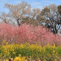 宮寒梅のレビュー by_まさ