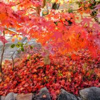 みむろ杉のレビュー by_まさ