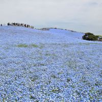 金水晶のレビュー by_まさ