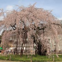 田酒のレビュー by_まさ