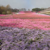 若波のレビュー by_まさ
