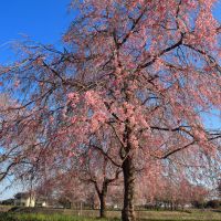 鍋島のレビュー by_まさ