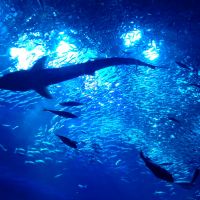 霧筑波のレビュー by_まさ