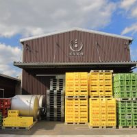 電照菊のレビュー by_まさ