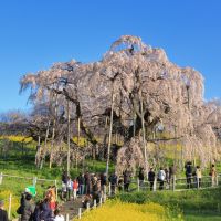 三春駒のレビュー by_まさ