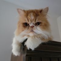 Danny