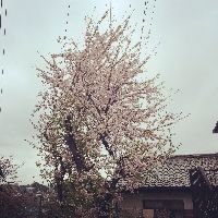 satoshi