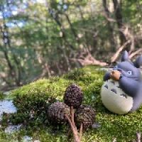 Pon Taro