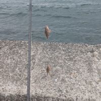 高砂のレビュー by_カントナ