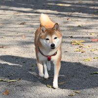 むぎちゃんのお父さん